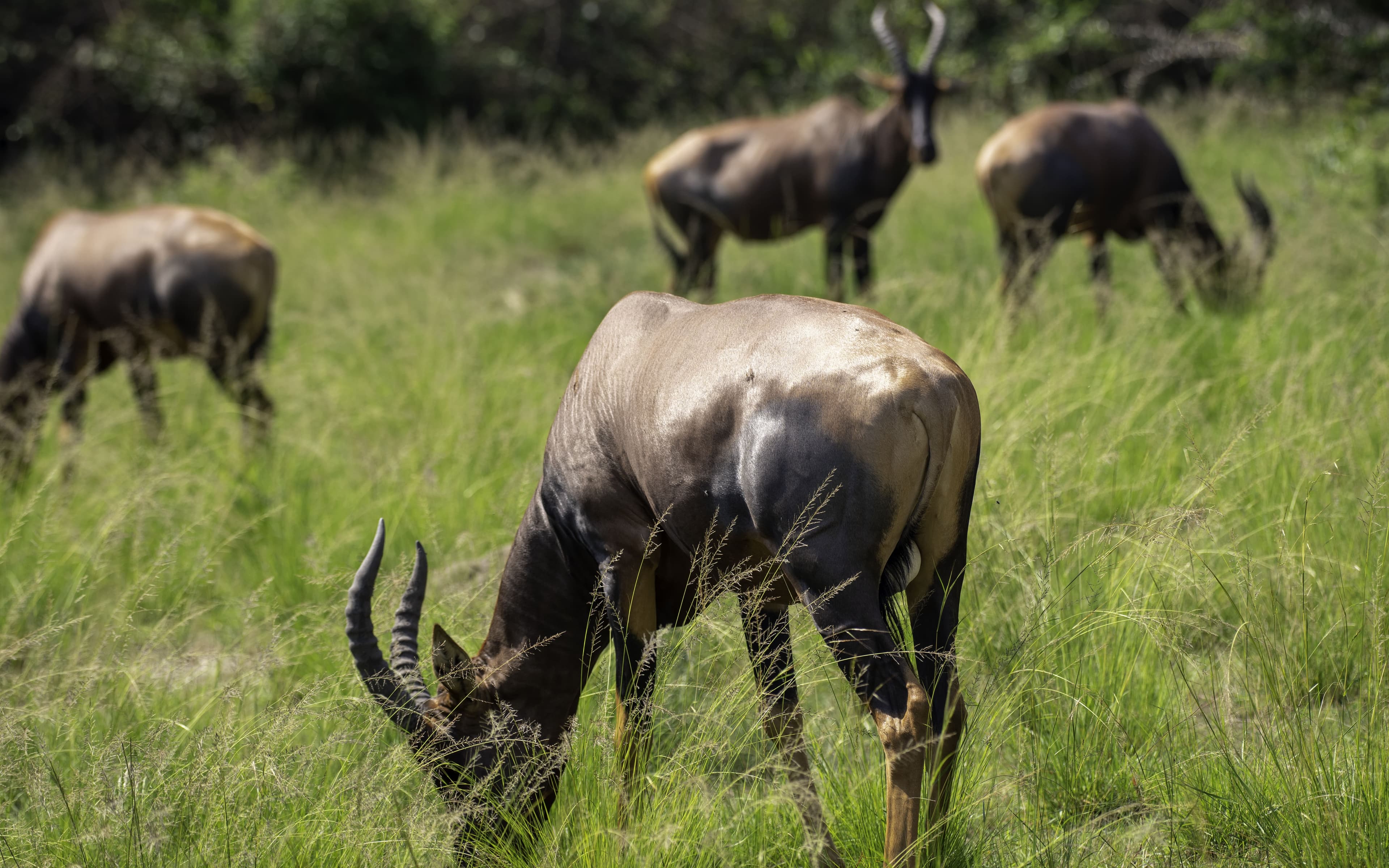 Queen Elizabeth National Park Wildlife