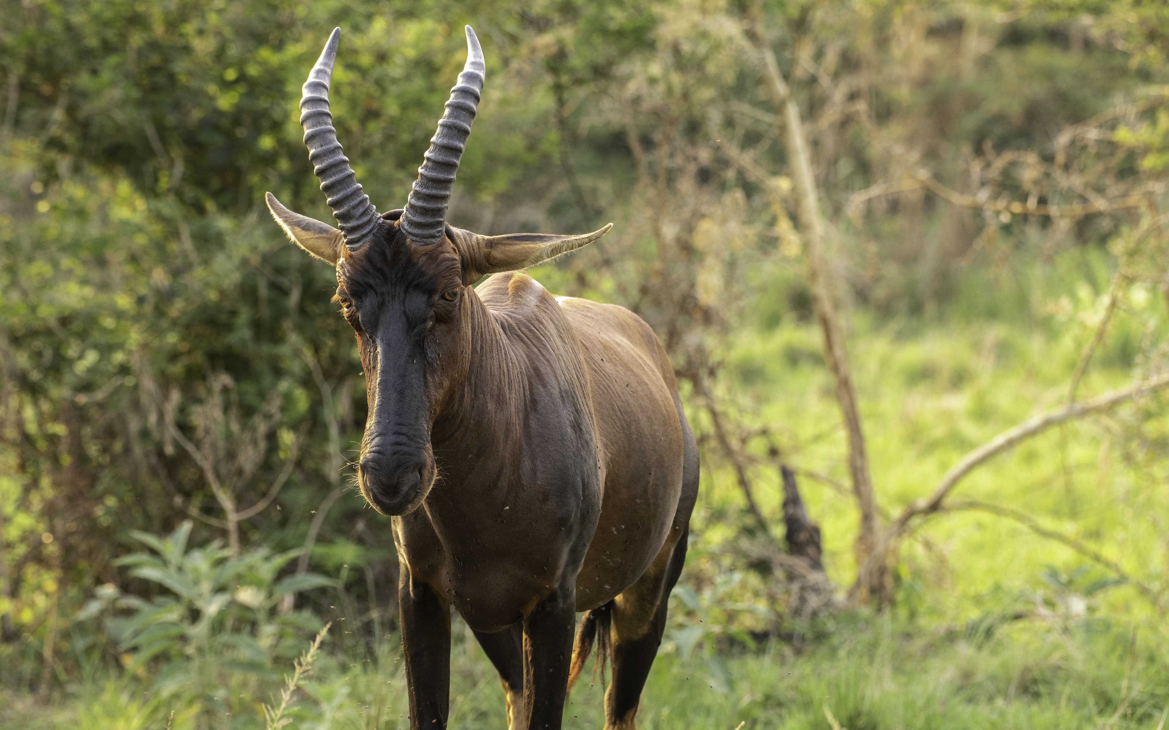 Queen Elizabeth National Park Wildlife