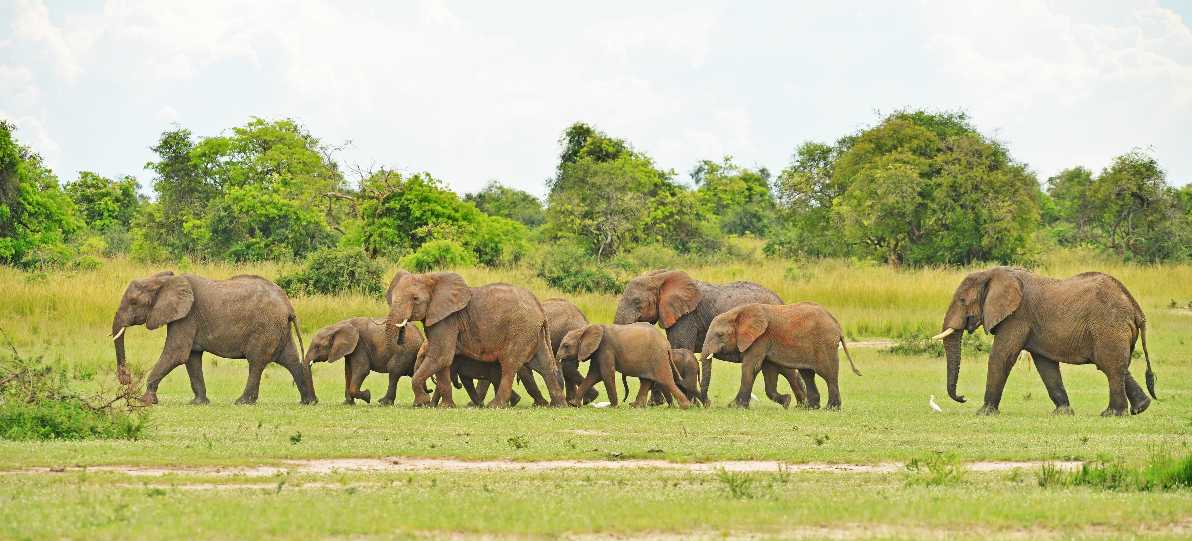 The Best Uganda Safari for First-Time Visitors: Where Should You Go?