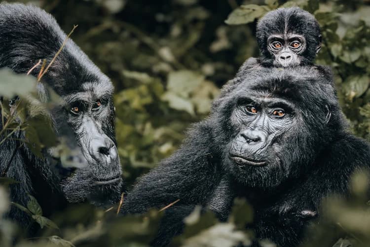 Gorilla Trekking Uganda: Complete 2026 Guide | Everything Uganda