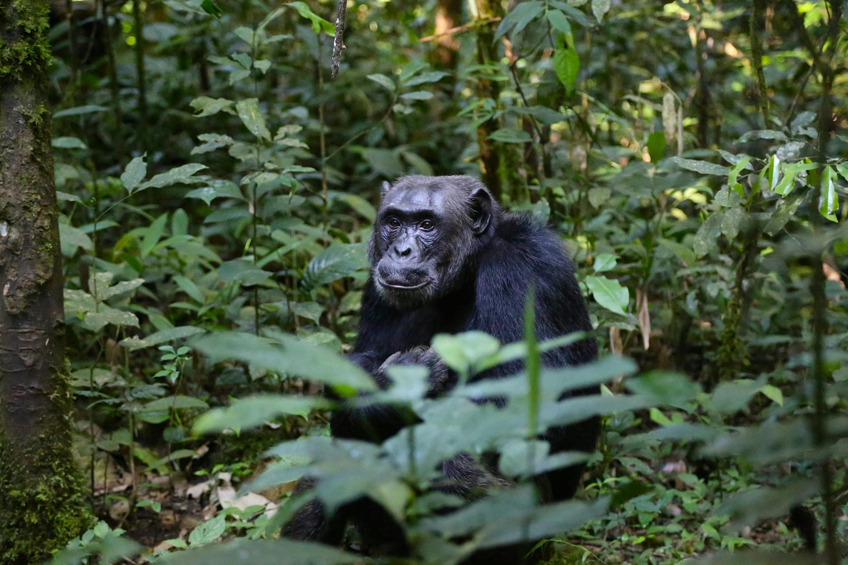 Kibale National Park