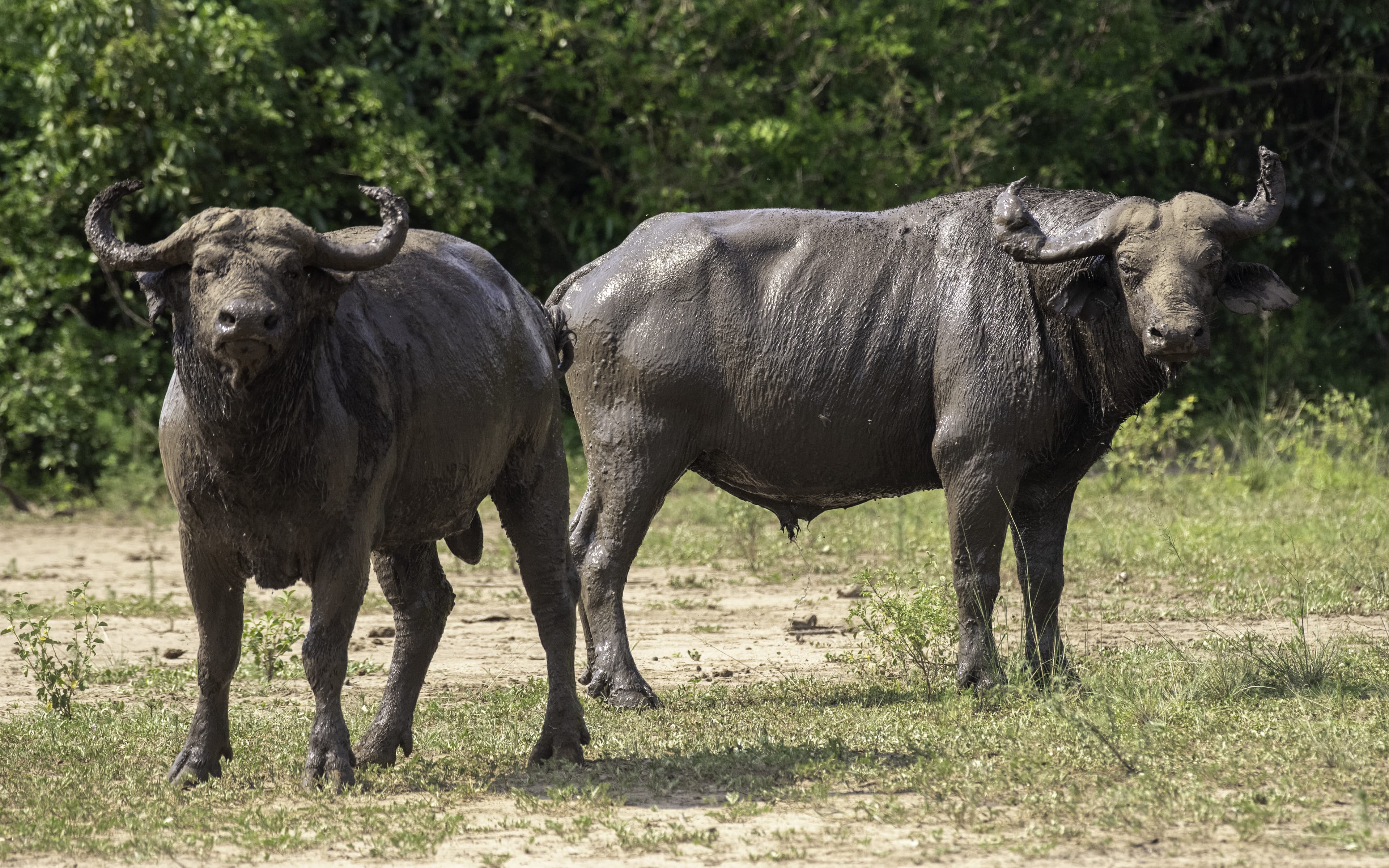Kidepo Valley National Park