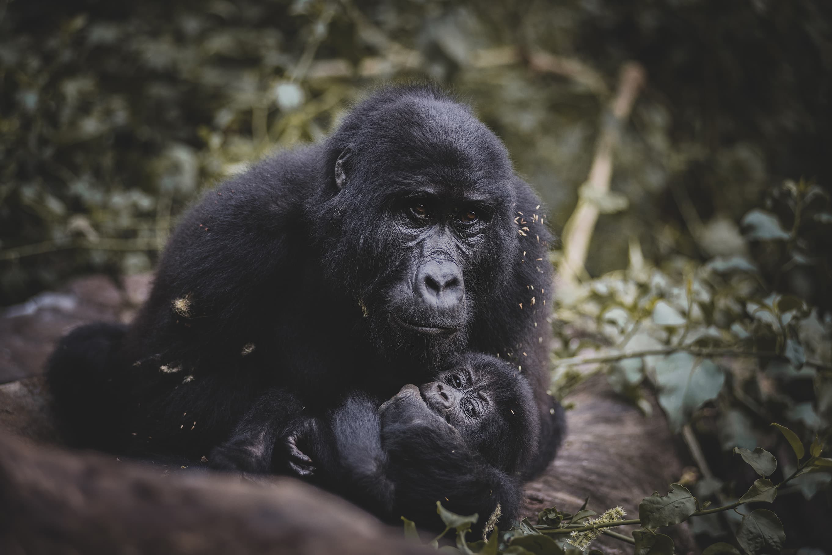 The Human Story Behind Uganda’s Gorilla Conservation