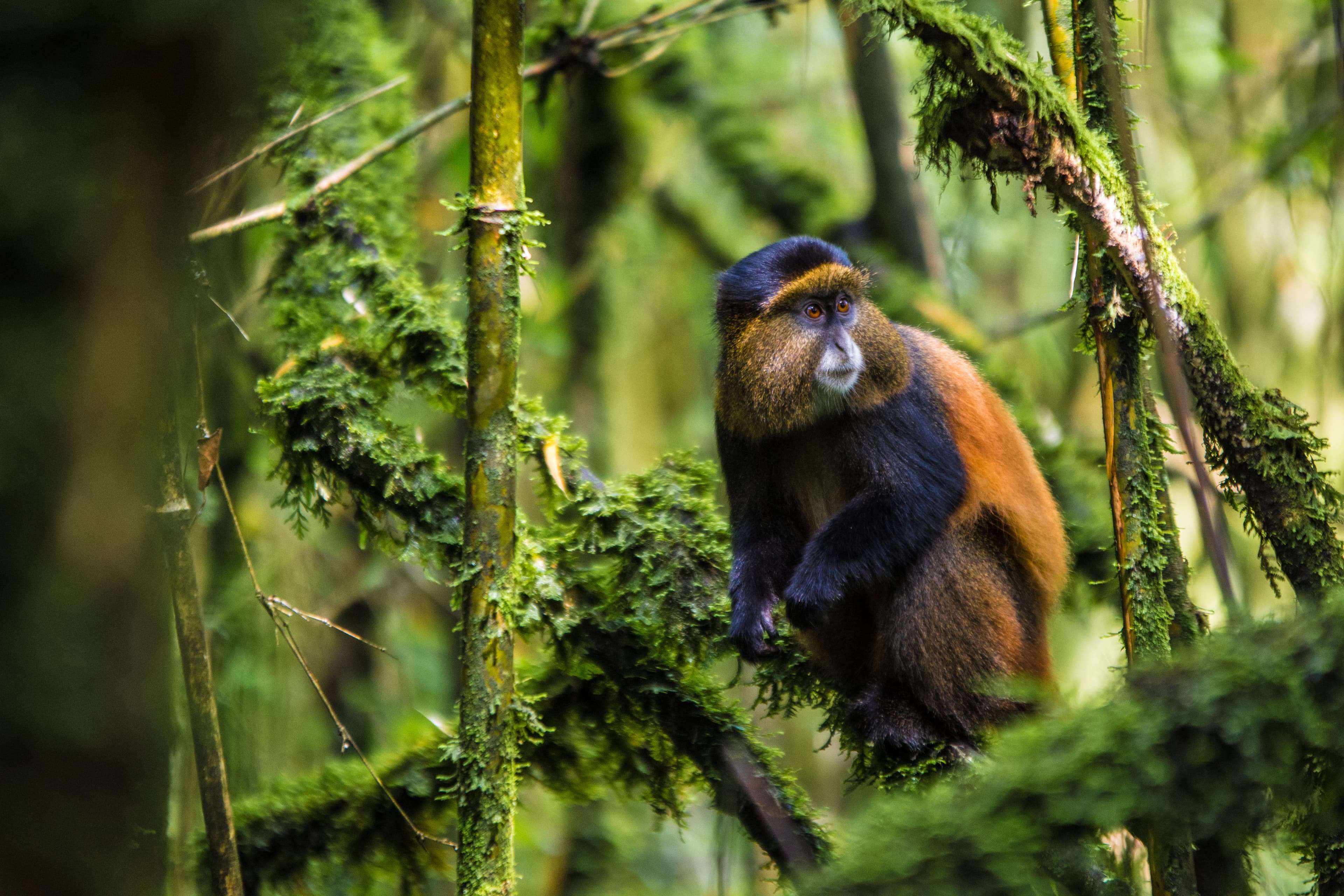 Mgahinga Gorilla National Park