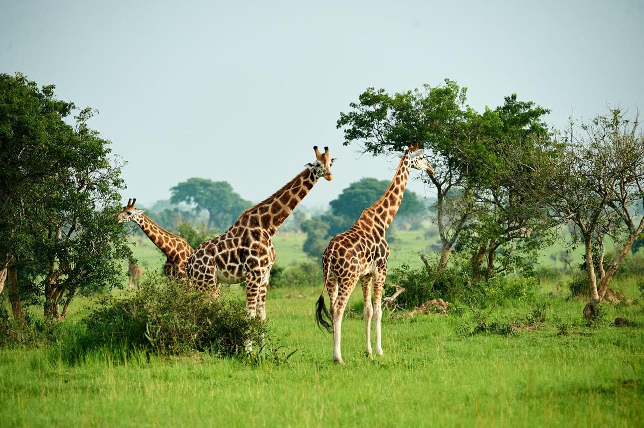 West Nile, Uganda: The Underrated Region You Should Visit Next