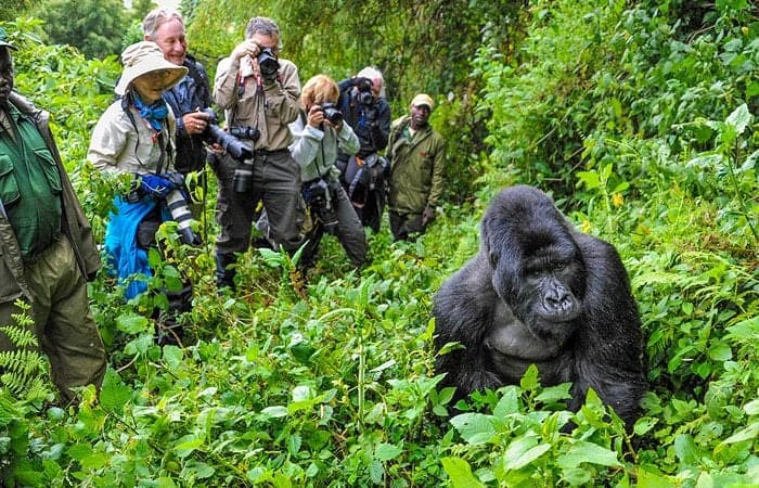 Bwindi Gorilla Trekking Getaway: 3 Days from Kampala