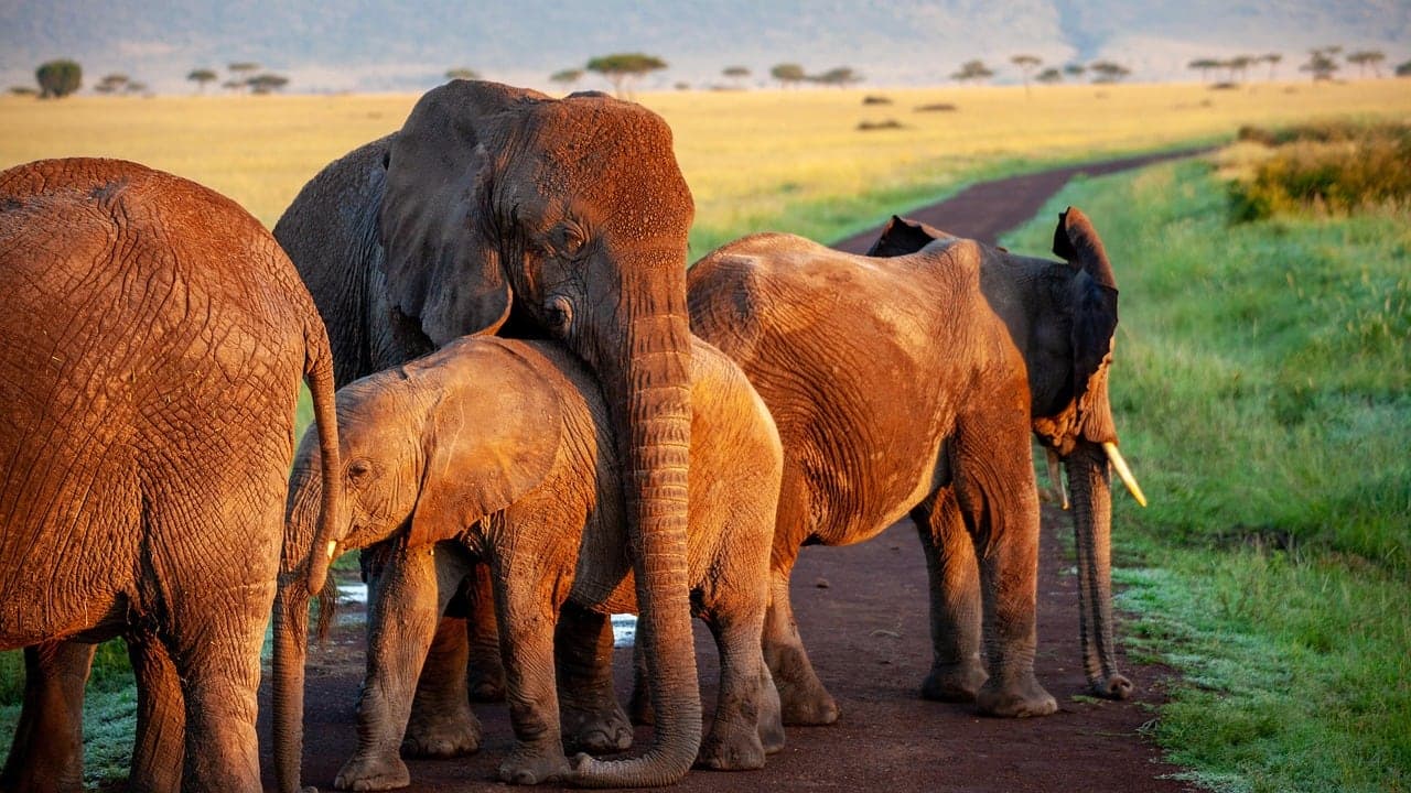 9-Day Great Uganda Road Safari with Cultural Experiences