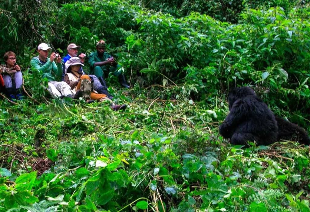 6-Day Gorillas, Chimpanzees and Wildlife Fly-in Safari