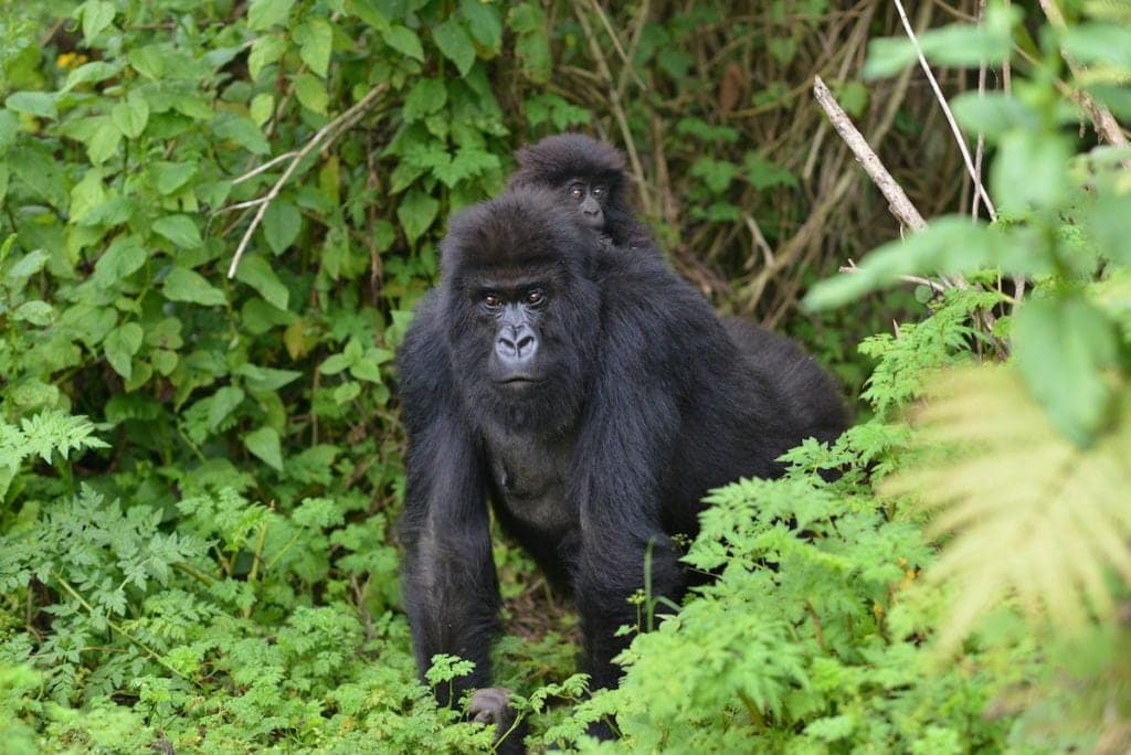 2-Day Bwindi Gorilla Safari from Kampala or Entebbe