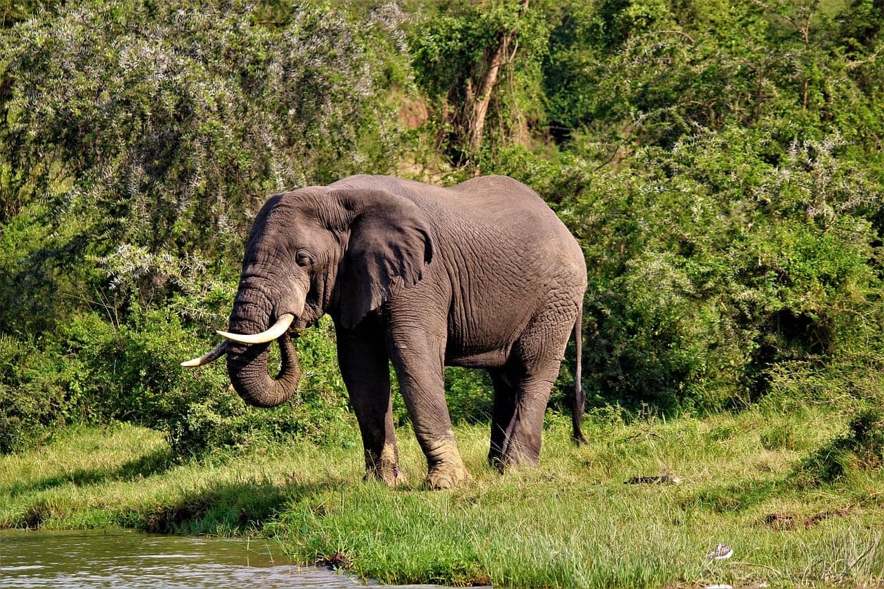 10-Day Uganda Gorillas, Chimpanzees and Game Safari