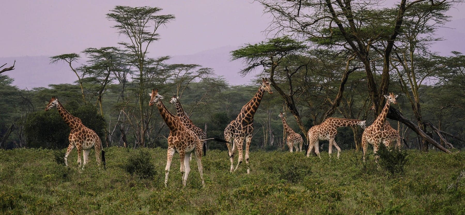 The Great Uganda: 8-Day Safari from Murchison to Lake Mburo